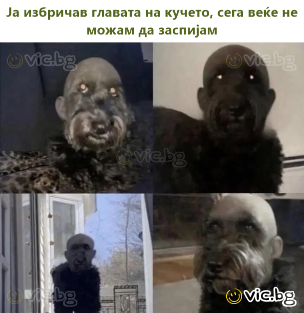 Обръснах главата на кучето, сега вече не мога да заспя