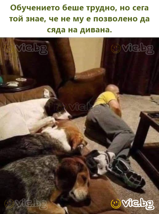 Обучението беше трудно, но сега той знае, че не му е позволено да сяда на дивана.