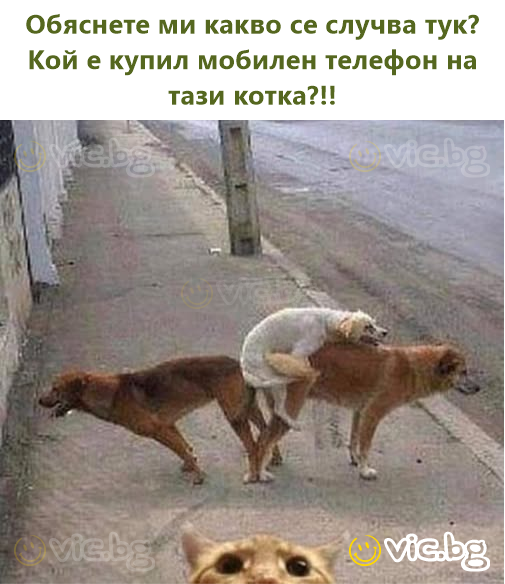 Обяснете ми какво се случва тук? Кой е купил мобилен телефон на тази котка?!!