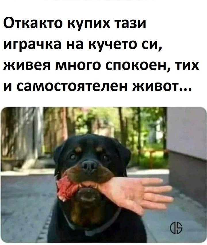 Откакто купих рази играчка на кучето си, живея много спокоен, тих и самостоятелен живот