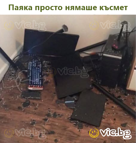 Паяка просто нямаше късмет