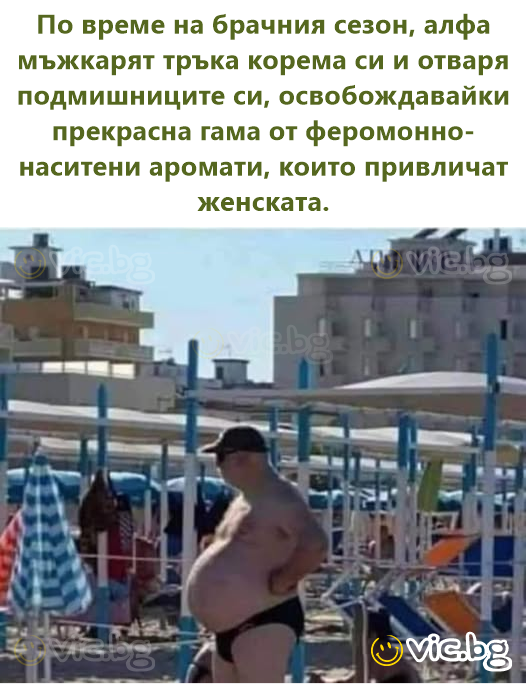 По време на брачния сезон, алфа мъжкарят тръка корема си и отваря подмишниците си, освобождавайки прекрасна гама от феромонно-наситени аромати, които привличат женската.