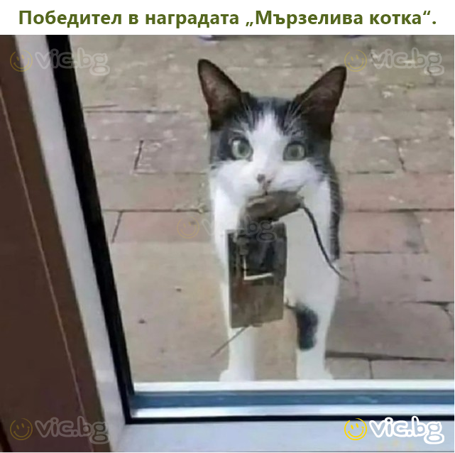 Победител в наградата „Мързелива котка“.