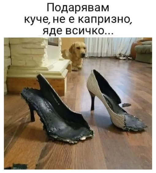 Подарявам куче, не е капризно, яде всичко...