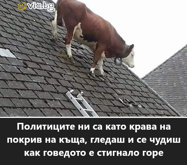 Политиците ни са като крава на покрив на къща, гледаш и се чудиш как говедото е стигнало горе