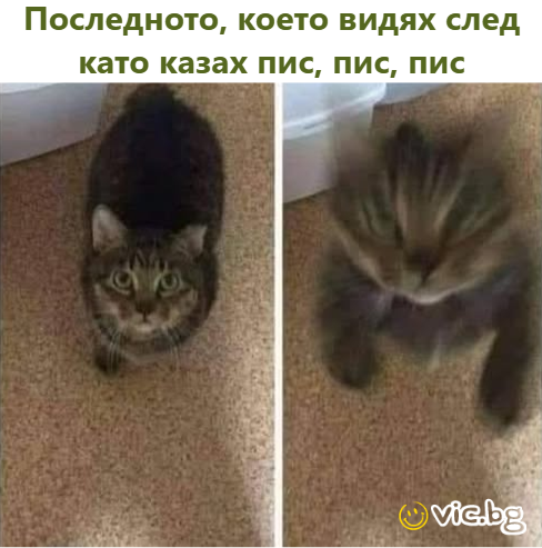 Последното, което видях след като казах пис, пис, пис