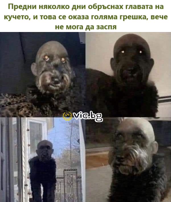Предни няколко дни обръснах главата на кучето, и това се оказа голяма грешка, вече не мога да заспя
