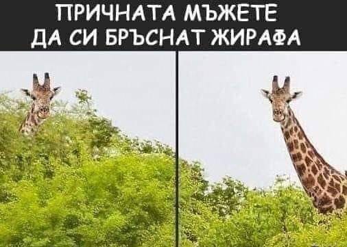 Причината мъжете да си бръснат жирага