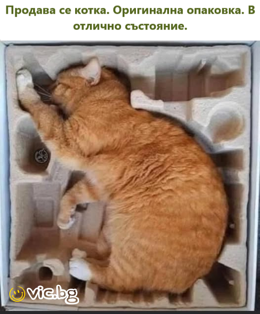 Продава се котка. Оригинална опаковка. В отлично състояние.