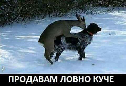 Продавам евтино ловно куче