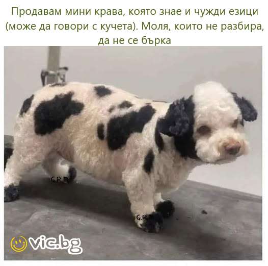 Продавам мини крава, която знае и чужди езици (може да говори с кучета). Моля, които не разбира, да не се бърка
