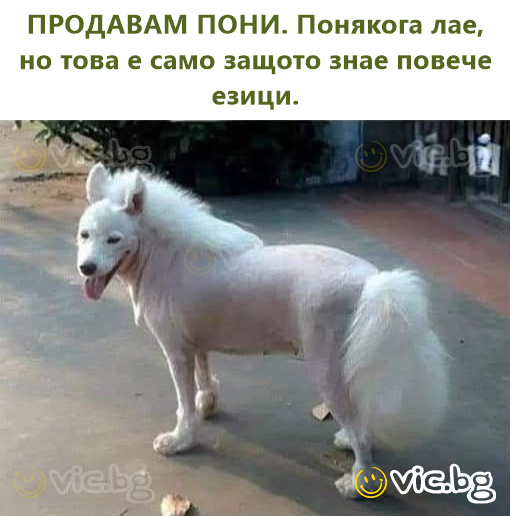 ПРОДАВАМ ПОНИ. Понякога лае, но това е само защото знае повече езици.