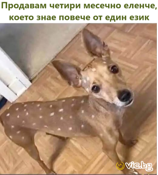 Продавам четири месечно еленче, което знае повече от един език