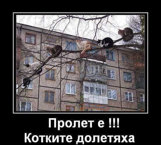 Пролет е, котките долетяха