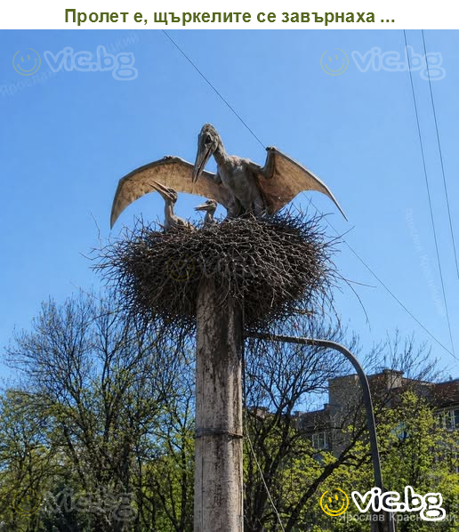 Пролет е, щъркелите се завърнаха ...