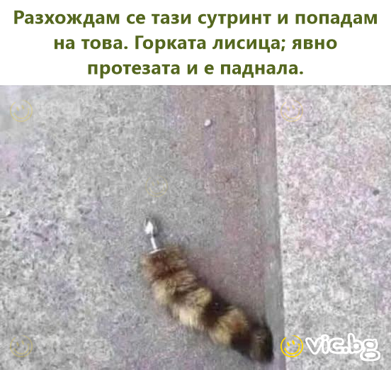 Разхождам се тази сутринт и попадам на това. Горката лисица; явно протезата и е паднала.