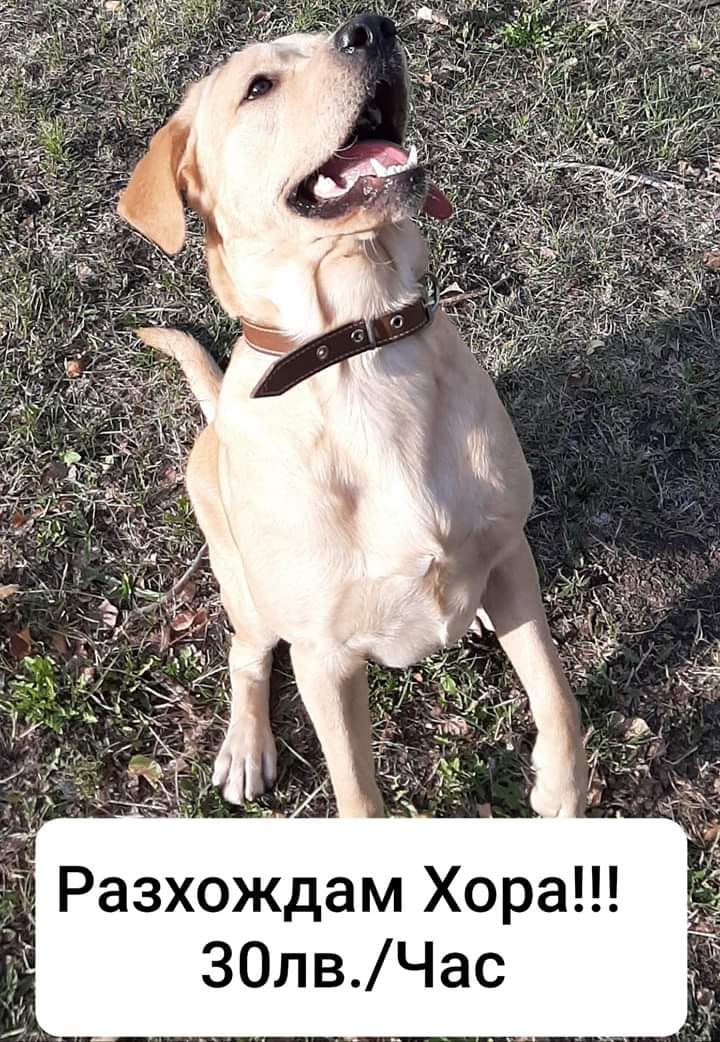 Разхождам хора, 30 лева на час