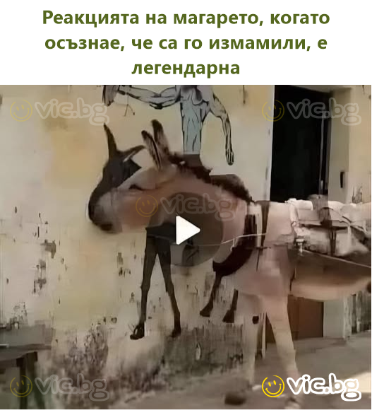 Реакцията на магарето, когато осъзнае, че са го измамили, е легендарна