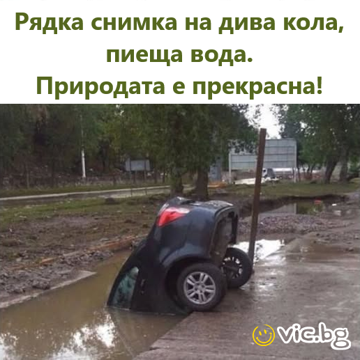 Рядка снимка на дива кола, пиеща вода. Природата е прекрасна!