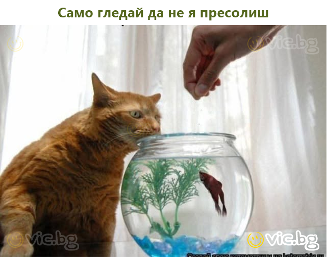 Само гледай да не я пресолиш