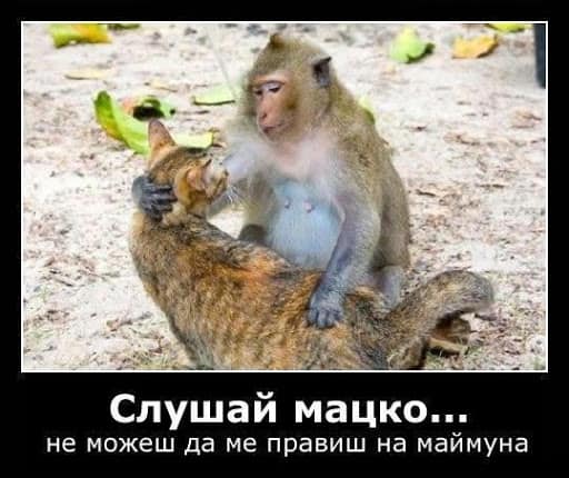 Слушай мацко, не може да ме правиш на маймуна