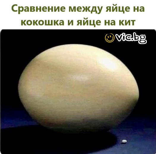 Сравнение между яйце на кокошка и яйце на кит