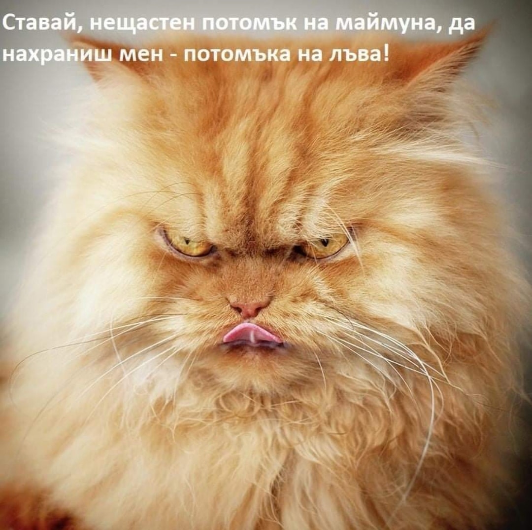 Ставай нещастен потомок на маймуна, нахрани мен, потомъкът на лъва