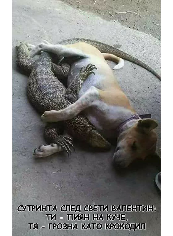 Сутринта след Свети Валентин: ти - пиян на куче, тя грозна като крокодил