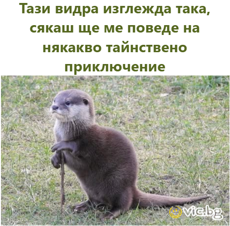 Тази видра изглежда така, сякаш ще ме поведе на някакво тайнствено приключение
