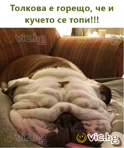 Толкова е горещо, че и кучето се топи!!!