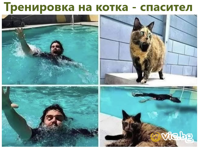 Тренировка на котка - спасител