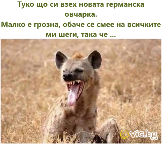 Туко що си взех новата германска овчарка. Малко е грозна, обаче се смее на всичките ми шеги, така че ...
