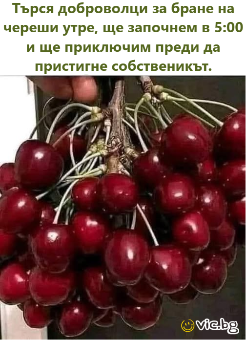 Търся доброволци за бране на череши утре, ще започнем в 5:00 и ще приключим преди да пристигне собственикът.