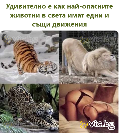 Удивително е как най-опасните животни в света имат едни и същи движения