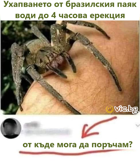 Ухапването от бразилския паяк води до 4 часова ерекция. от къде мога да поръчам?