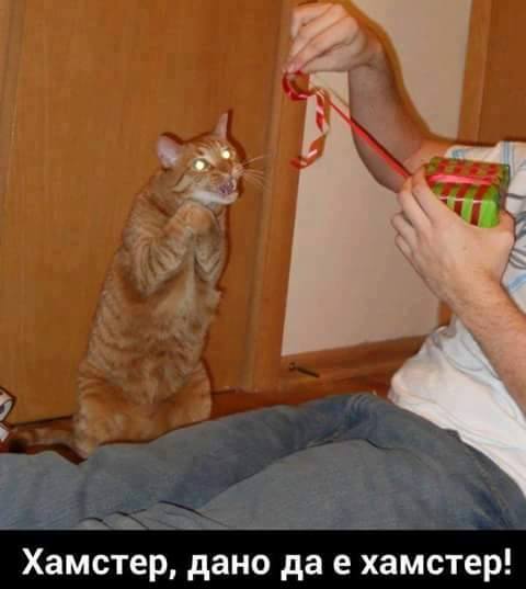 Хамстер, дано е хамстер