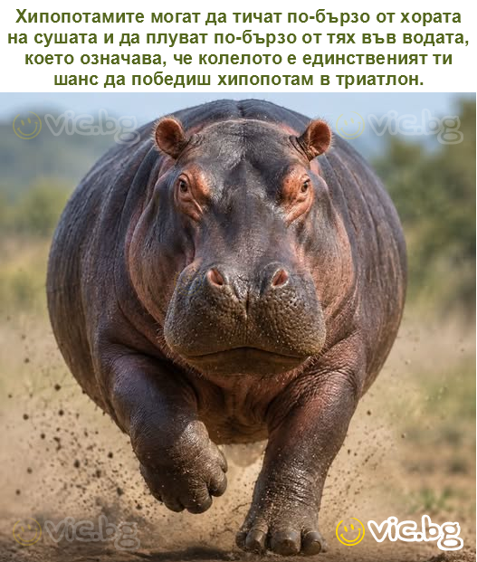 Хипопотамите могат да тичат по-бързо от хората на сушата и да плуват по-бързо от тях във водата, което означава, че колелото е единственият ти шанс да победиш хипопотам в триатлон.