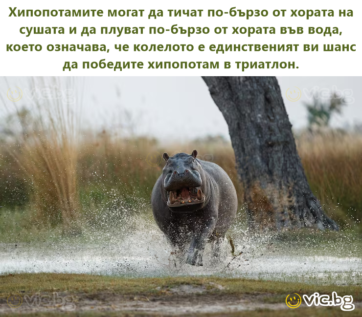 Хипопотамите могат да тичат по-бързо от хората на сушата и да плуват по-бързо от хората във вода, което означава, че колелото е единственият ви шанс да победите хипопотам в триатлон.