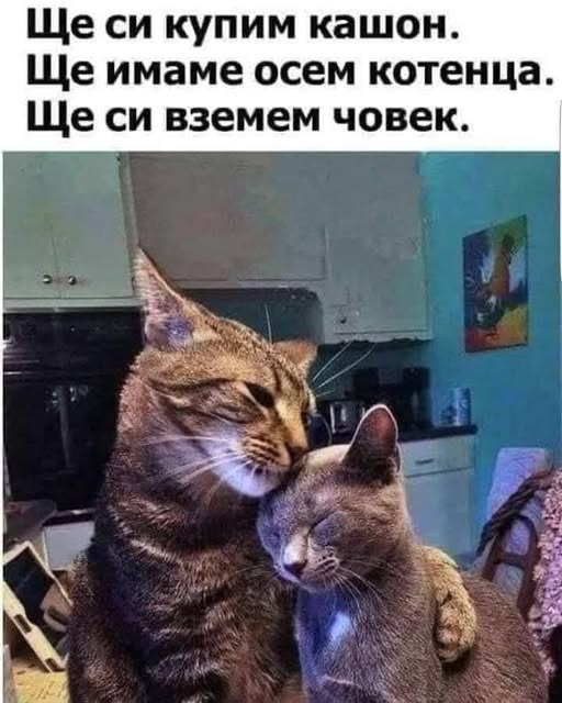 Ще си купим кашон. Ще имаме осем котенца. Ще си вземем човек.