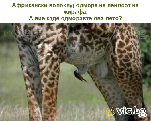 Африкански волоклуј одмора на пенисот на жирафа.
А вие каде одморавте ова лето?