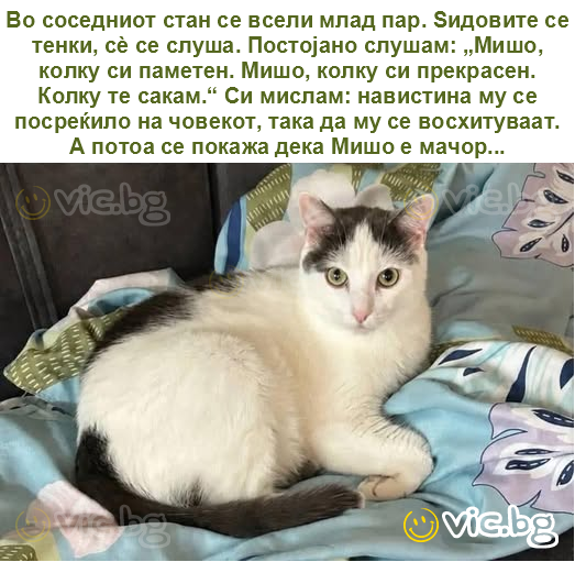 Во соседниот стан се всели млад пар. Ѕидовите се тенки, сè се слуша. Постојано слушам: „Мишо, колку си паметен. Мишо, колку си прекрасен. Колку те сакам.“ Си мислам: навистина му се посреќило на...