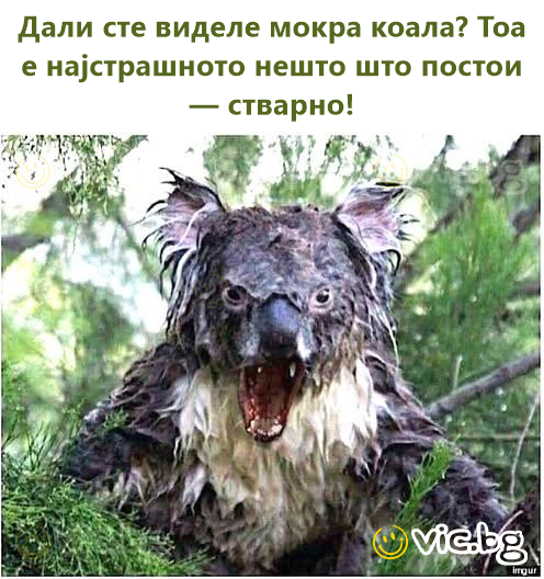 Дали сте виделе мокра коала? Тоа е најстрашното нешто што постои — стварно!