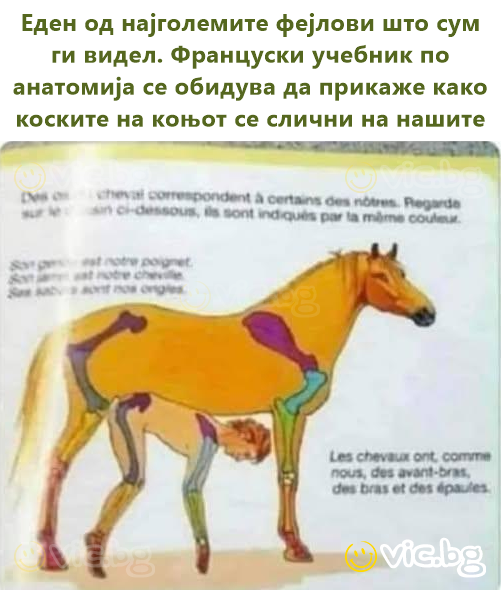 Еден од најголемите фејлови што сум ги видел. Француски учебник по анатомија се обидува да прикаже како коските на коњот се слични на нашите