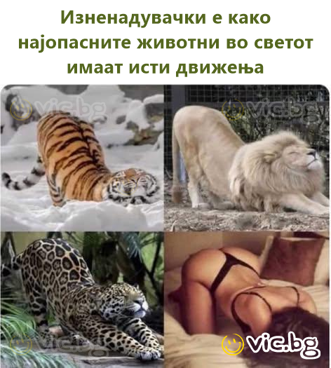 Изненадувачки е како најопасните животни во светот имаат исти движења