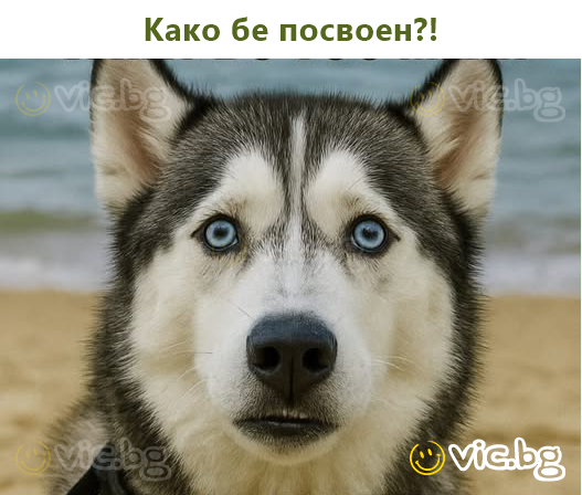 Како бе посвоен?!