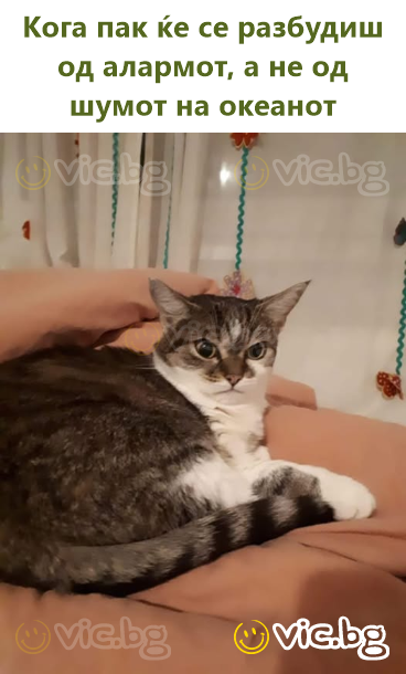 Кога пак ќе се разбудиш од алармот, а не од шумот на океанот