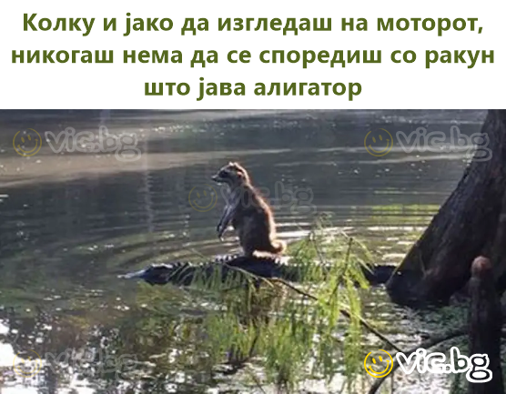 Колку и јако да изгледаш на моторот, никогаш нема да се споредиш со ракун што јава алигатор