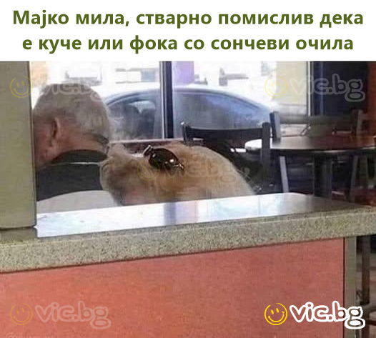 Мајко мила, стварно помислив дека е куче или фока со сончеви очила