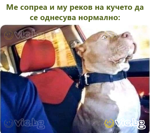 Ме сопреа и му реков на кучето да се однесува нормално: