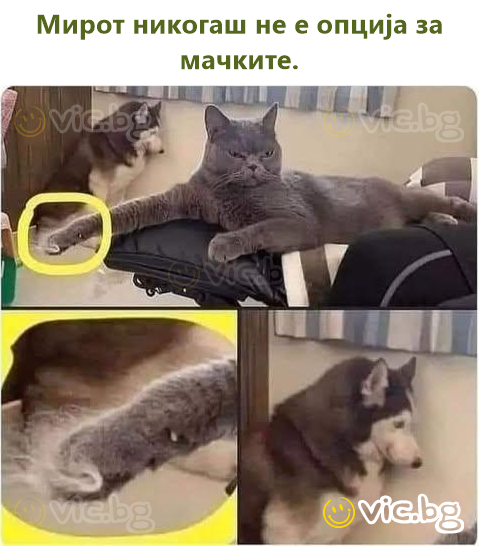 Мирот никогаш не е опција за мачките.